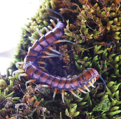 Cormocephalus rubriceps