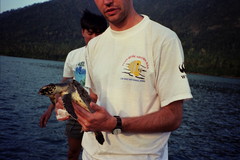 Hawksbill Sea Turtle