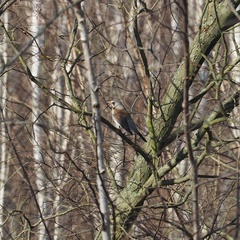 Turdus pilaris