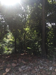 Artocarpus elasticus