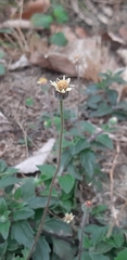 Tridax procumbens
