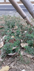 Tridax procumbens