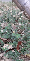Tridax procumbens