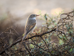 Common Whitethroat photo 6