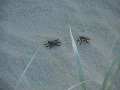 Eccritosia rubriventris