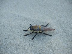 Eccritosia rubriventris