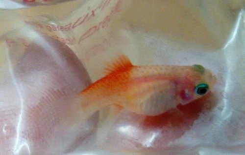 Xiphophorus maculatus