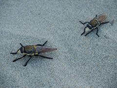 Eccritosia rubriventris