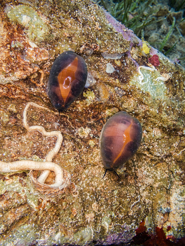 Lurid Cowry