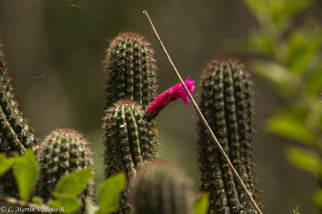 Cleistocactus plagiostoma (Vaupel) D.R.Hunt