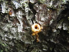 Dendroctonus rufipennis
