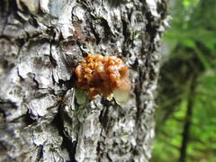 Dendroctonus rufipennis