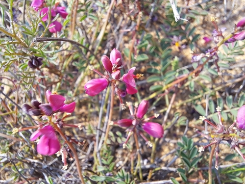 Image of Indigofera humifusoides by (c) Noeleen du Toit, some rights reserved (CC BY-SA)
