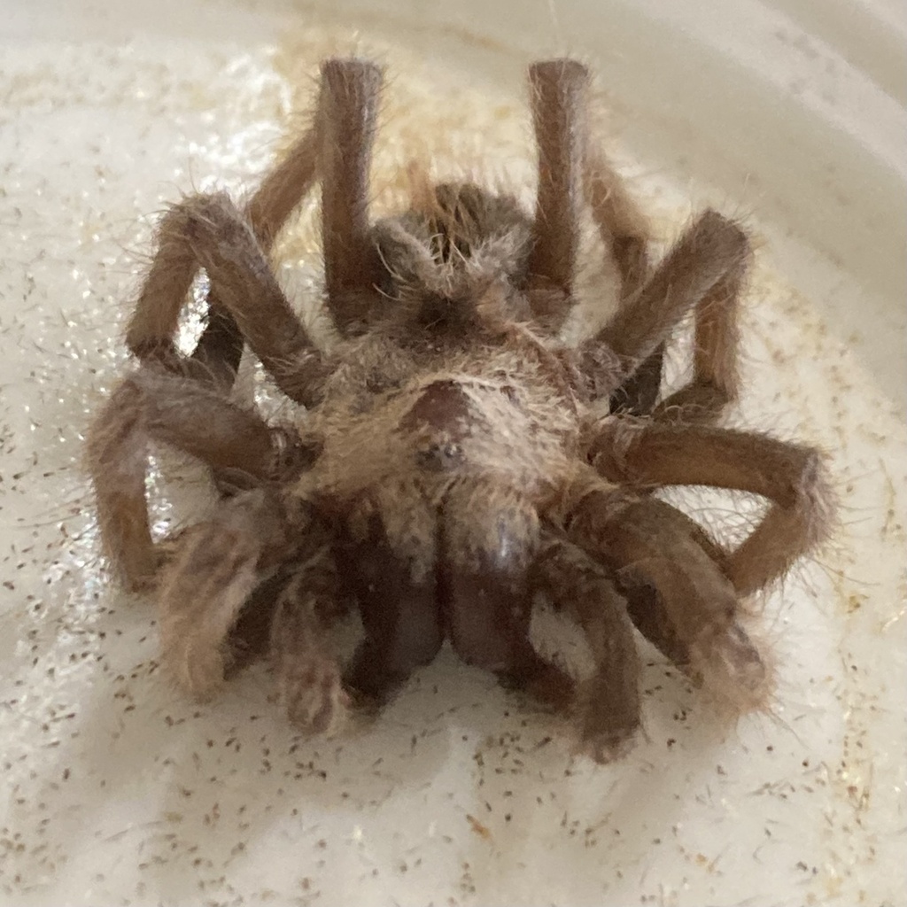 Johnny Cash Tarantula from N Flynn Way, Tucson, AZ, US on September 9