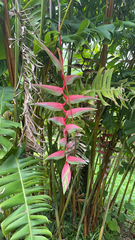 Heliconia chartacea image
