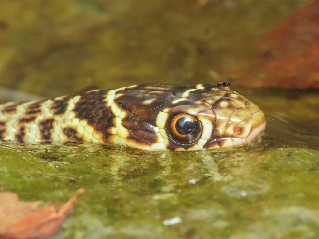 Green Whip Snake From Province Of Pescara, Italy On September 4, 2023 