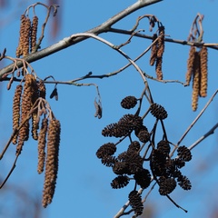 Alnus glutinosa
