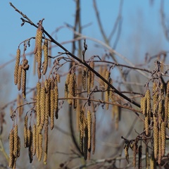 Alnus glutinosa