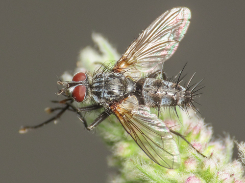 Eriothrix prolixa