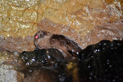 Steatornis caripensis