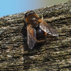 Cheilosia grossa