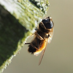 Cheilosia grossa