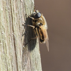 Cheilosia grossa