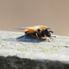 Cheilosia grossa