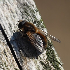 Cheilosia grossa