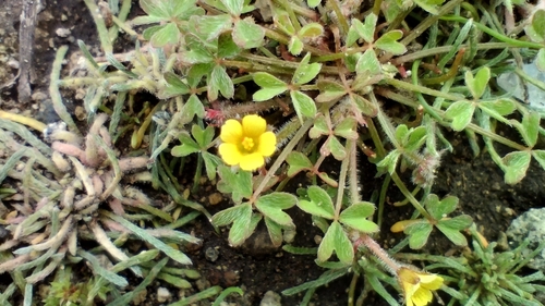 Oxalis laxa Hook. & Arn.