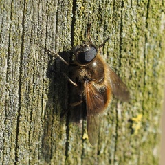 Cheilosia grossa