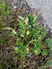Melilotus albus image