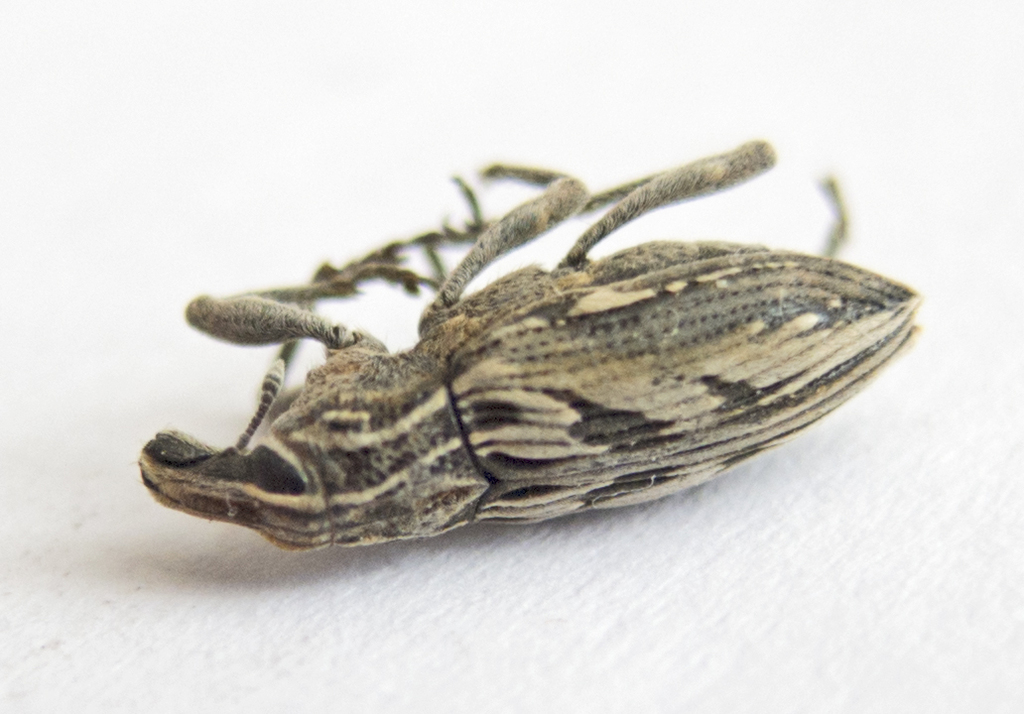 Coniocleonus nigrosuturatus