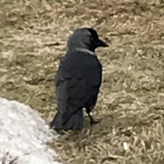 Corvus monedula