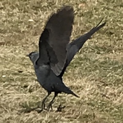 Corvus monedula