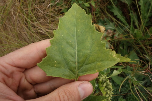 Image of Oxybasis urbica by (c) Aleksei Baushev, some rights reserved (CC BY)