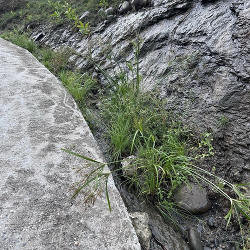Cyperus nutans iNat (3)