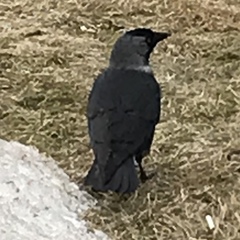 Corvus monedula