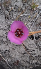Calochortus palmeri