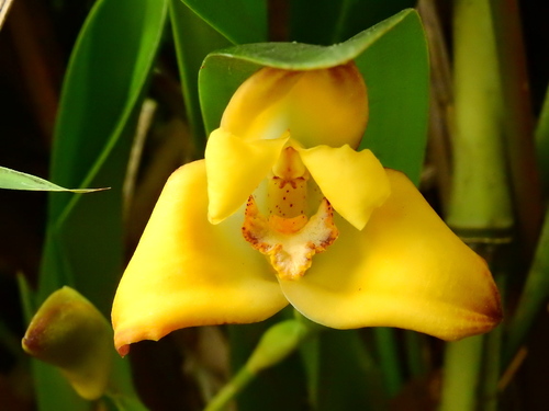Maxillaria molitor