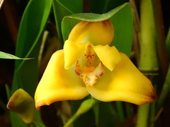 Maxillaria molitor