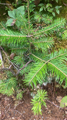 Abies balsamea image
