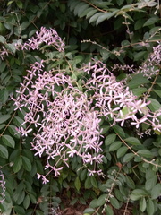 Congea tomentosa