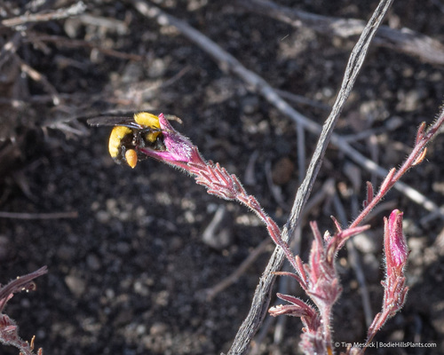 Morrison's Bumble Bee photo 4