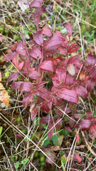 Vaccinium myrtilloides image