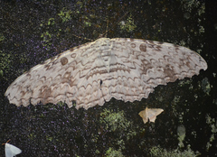 Thysania agrippina