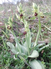 Ophrys sphegodes