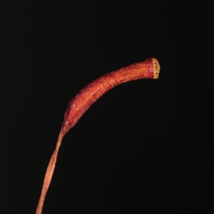 Atrichum altecristatum