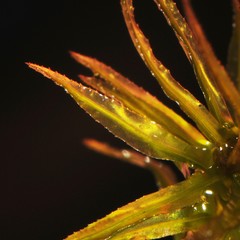 Atrichum altecristatum