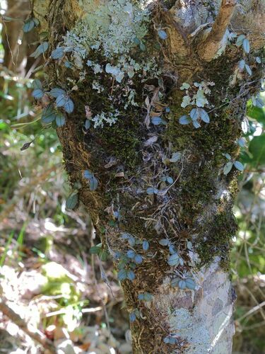 Aerangis punctata J.Stewart 3